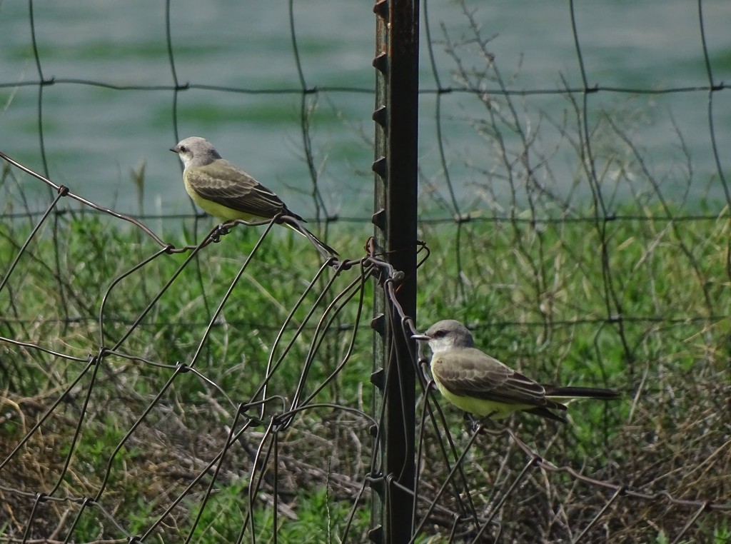 Western Kingbirds, Kansas by annepann