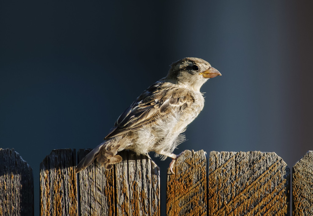Bird on a fence by jeffjones