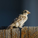 Bird on a fence by jeffjones
