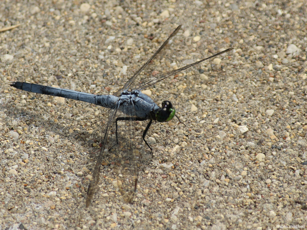 Eastern Pondhawk (♂) on a very sad day… by rhoing