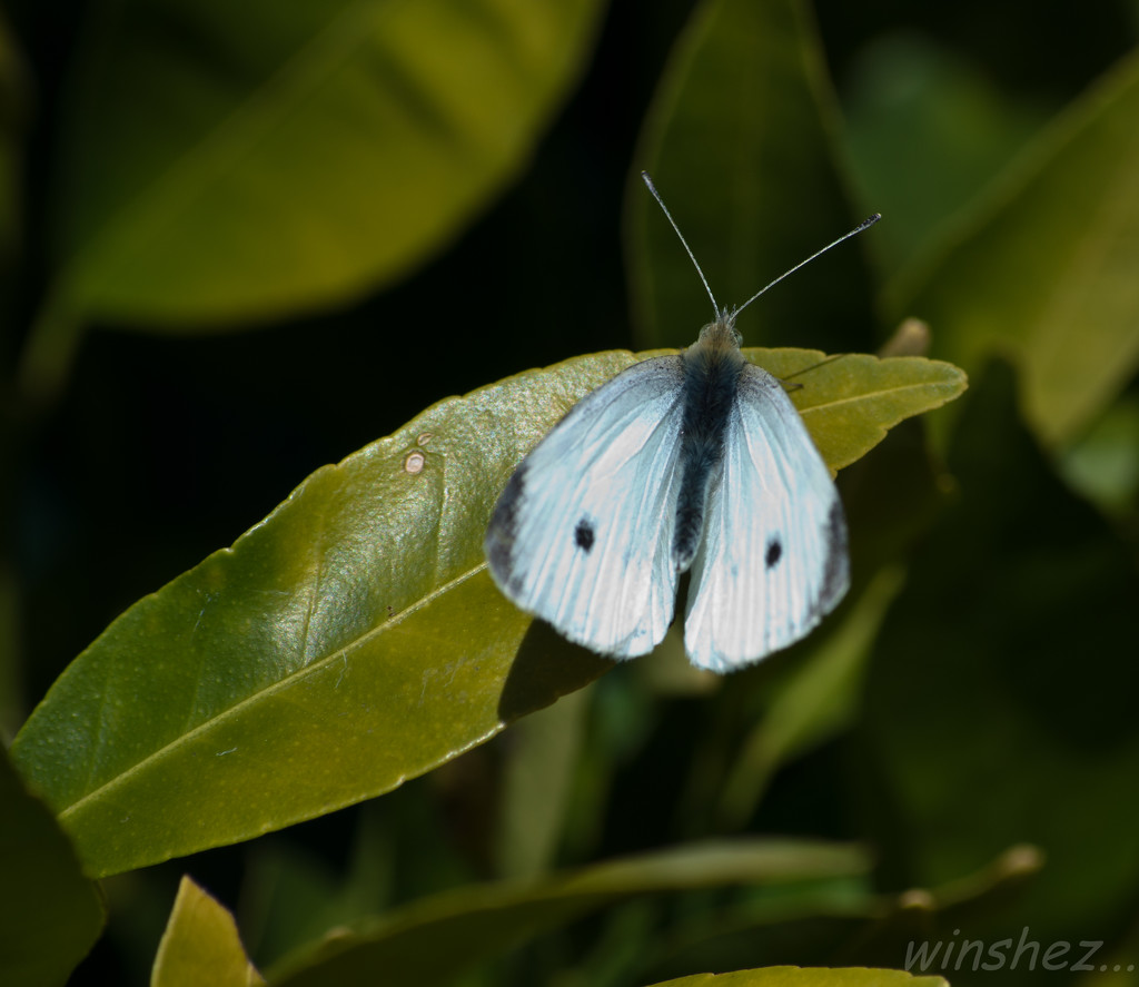 cabbage white butterfly (Pieris rapae) by winshez