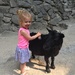Just doing normal stuff like brushing a goat by mdoelger