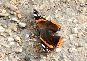 1st Aug 2015 - Red Admiral