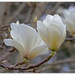 White Magnolia by julzmaioro