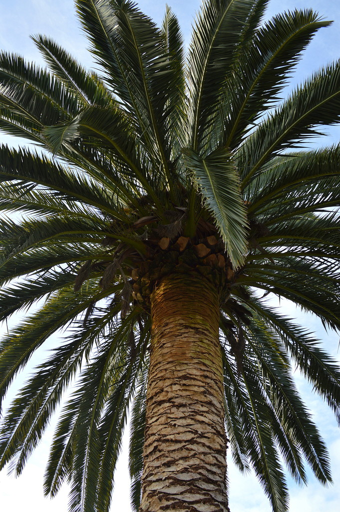 Palm Tree by nickspicsnz