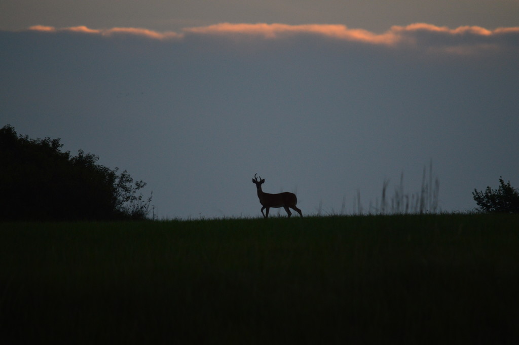 Buck on a Hilltop by kareenking