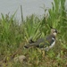 Lapwing by orchid99