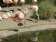 5th Aug 2015 - Flamingos