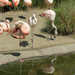 Flamingos by seattlite