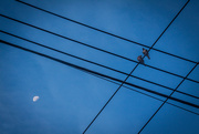 5th Aug 2015 - Birds on Wire with Moon