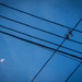 Birds on Wire with Moon by jbritt
