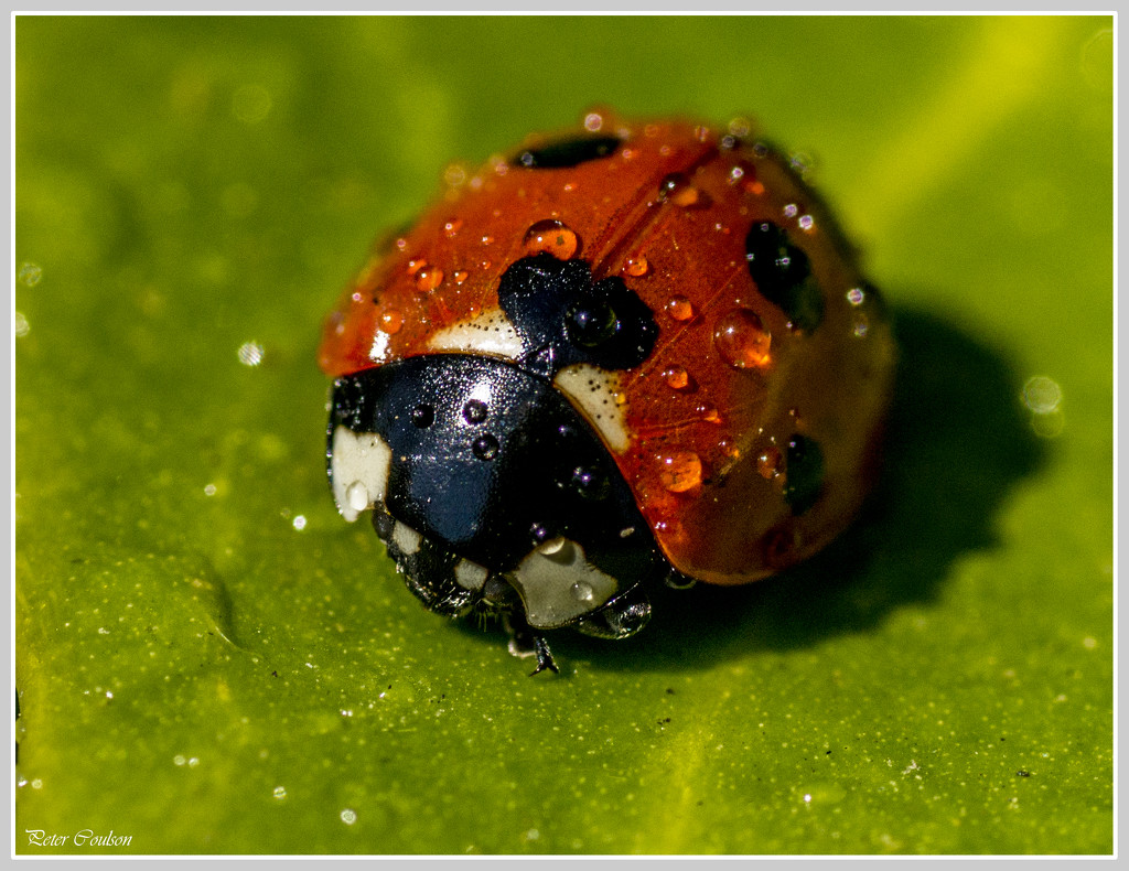 Wet Ladybird by pcoulson