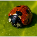 Wet Ladybird by pcoulson