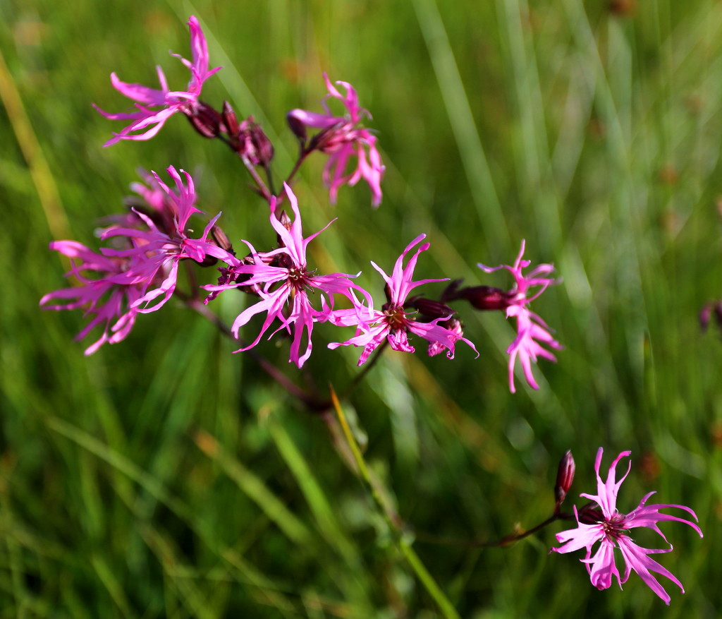 Ragged Robin Again by lifeat60degrees