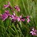 Ragged Robin Again by lifeat60degrees
