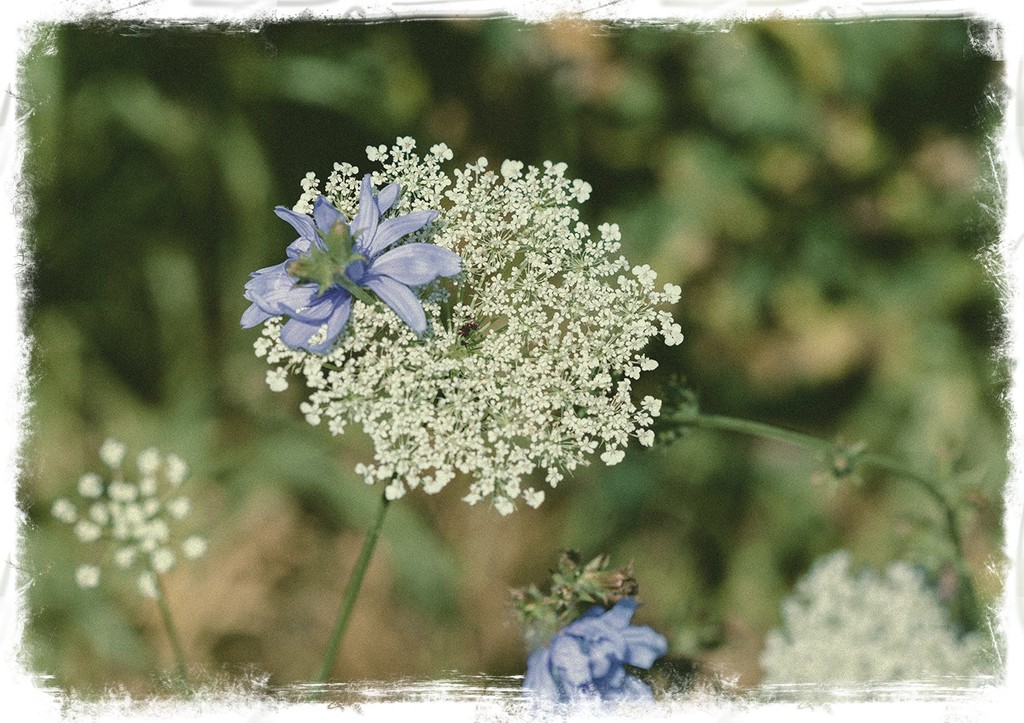 Cornflower with Lace by gardencat
