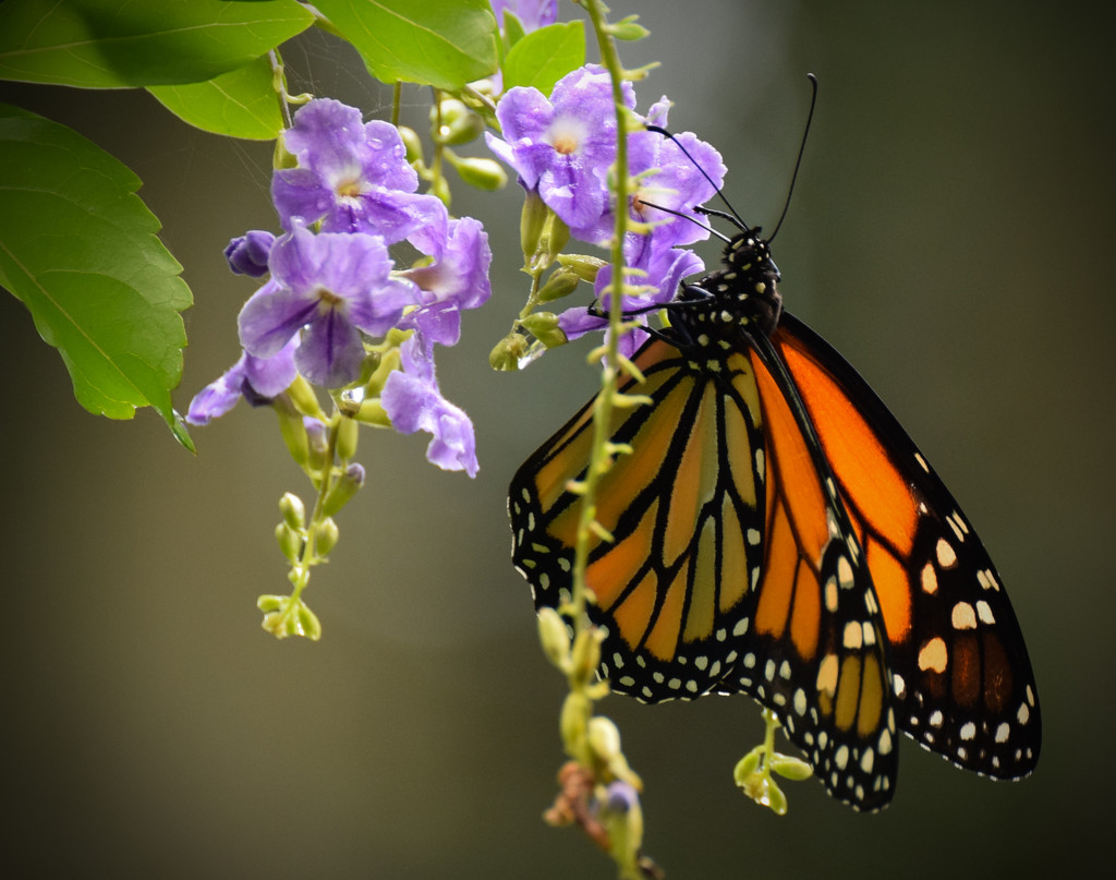 Monarch by rickster549