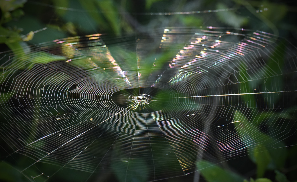 Sunlit Web by rickster549