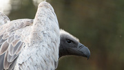 5th Aug 2015 - White-backed Vulture