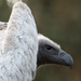 White-backed Vulture by leonbuys83