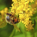 Bee on Goldenrod by rminer