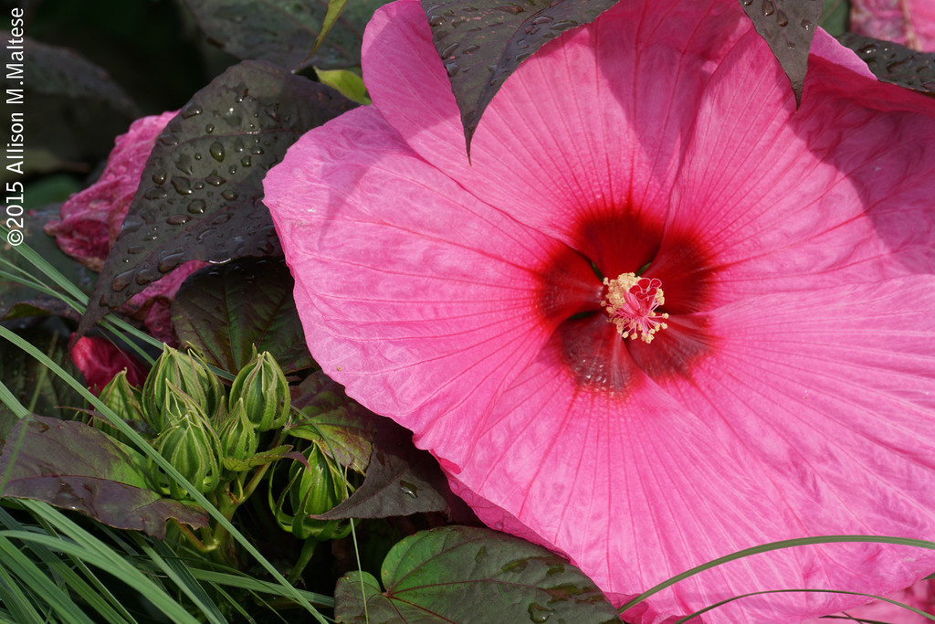 Pink Hibiscus by falcon11