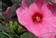 5th Aug 2015 - Pink Hibiscus