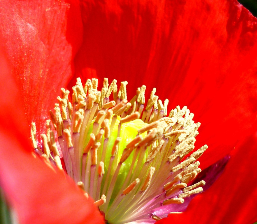 Greenhouse Poppy  by countrylassie