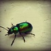 Pretty Emerald Beetle by countrylassie