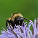 BEE CLIMBING FLOWER by markp