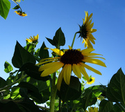 5th Aug 2015 - Sunflowers
