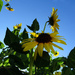 Sunflowers by jae_at_wits_end