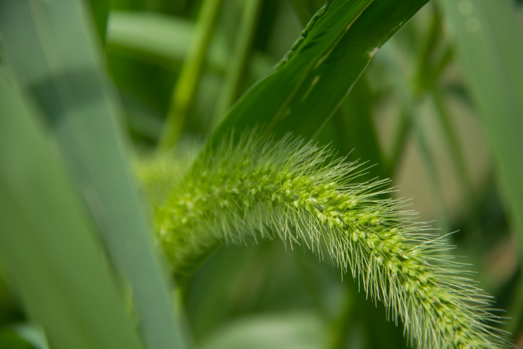 grass head by randystreat