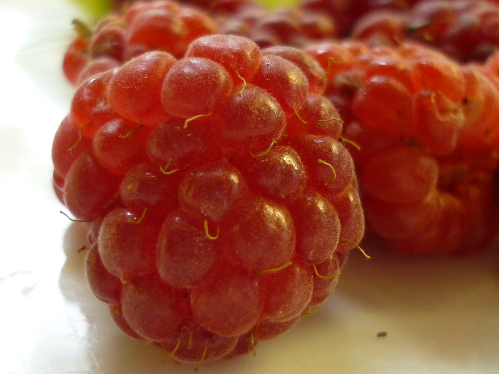 Summer Raspberries  by countrylassie