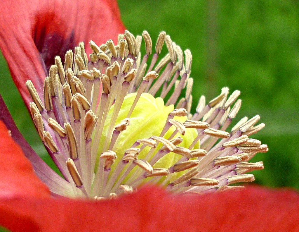 Garden Poppy  by countrylassie