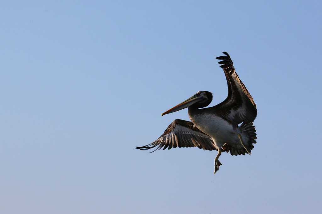 Dancing Pelican by ingrid01