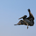 Dancing Pelican by ingrid01