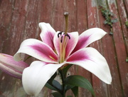 1st Aug 2015 - Tower lily
