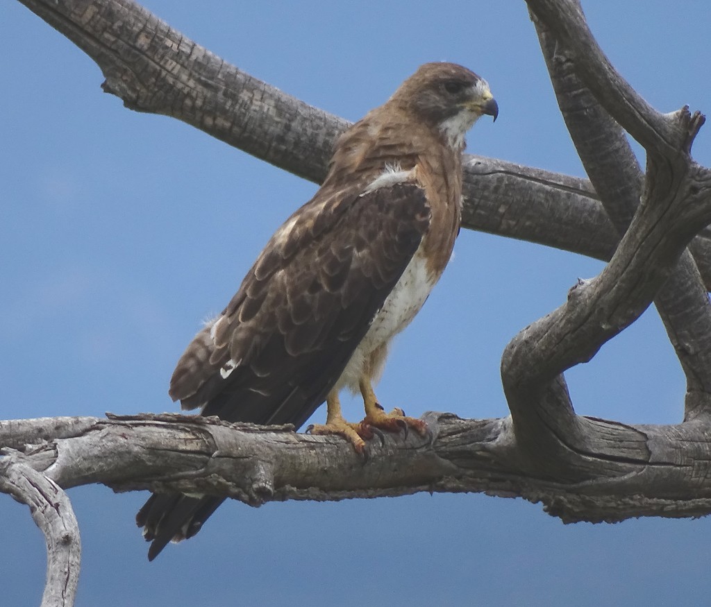 Swainson's Hawk, New Mexico by annepann