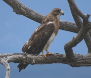 25th Jul 2015 - Swainson's Hawk, New Mexico