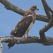 Swainson's Hawk, New Mexico by annepann