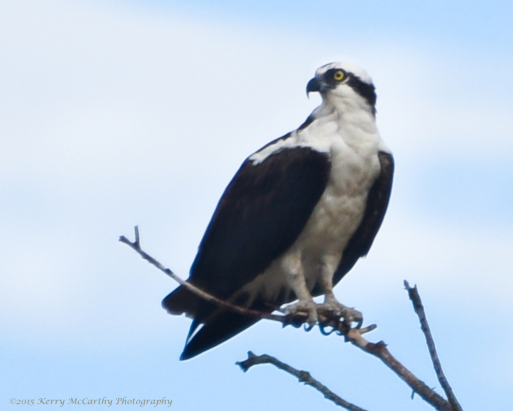 Another osprey by mccarth1