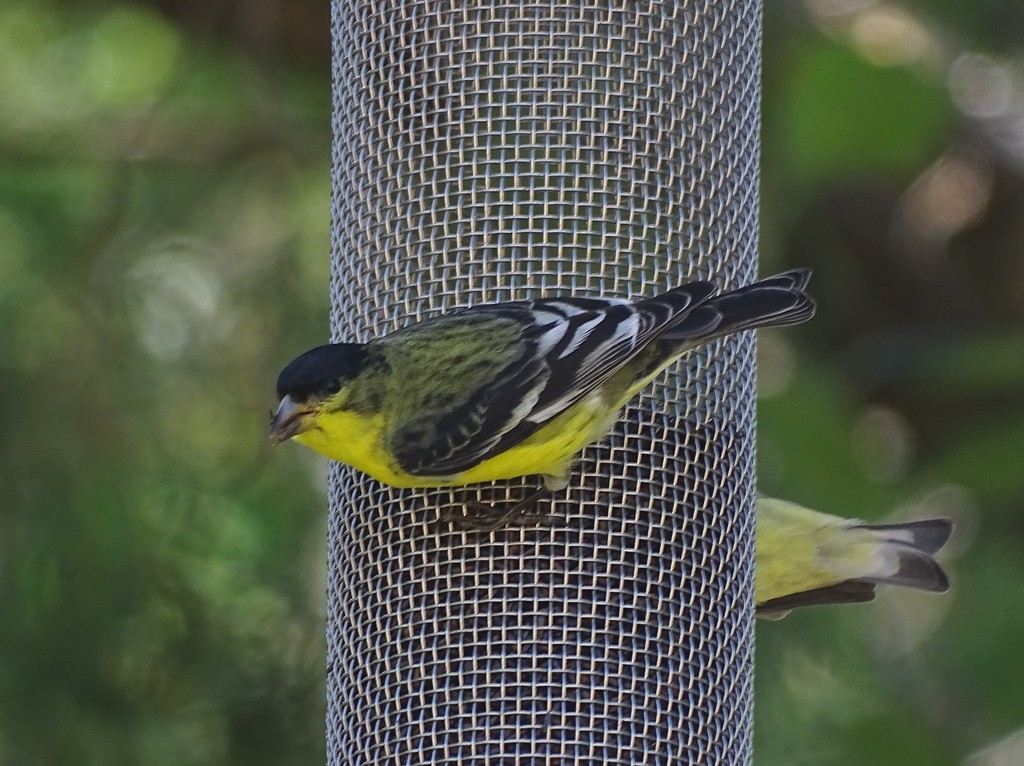 Lesser Goldfinch, New Mexico by annepann