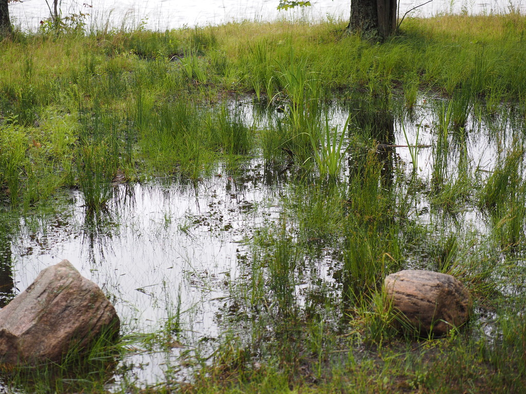 After the Rain by selkie