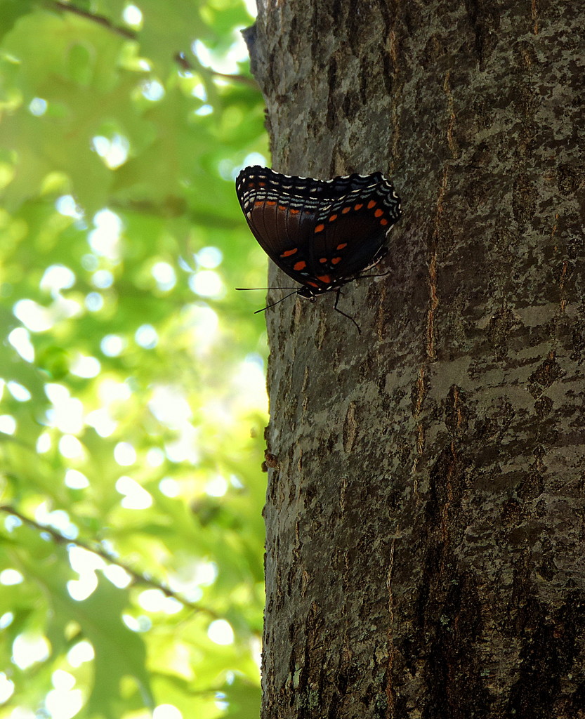 Butterfly on a tree by homeschoolmom