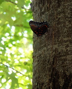 5th Aug 2015 - Butterfly on a tree