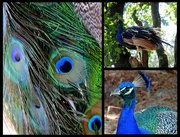 3rd Aug 2015 - Pretty Peacock!