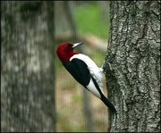 4th Aug 2015 - Another Try at the Red-Headed Woodpecker