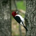 Another Try at the Red-Headed Woodpecker by olivetreeann