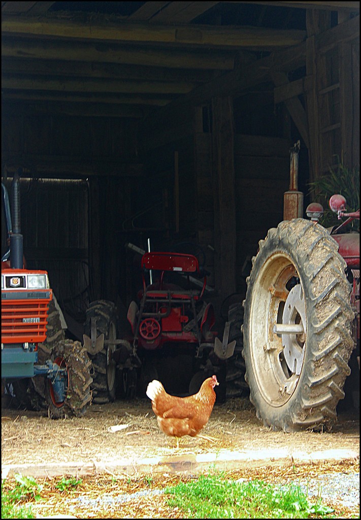 Chicken in the Barn by olivetreeann